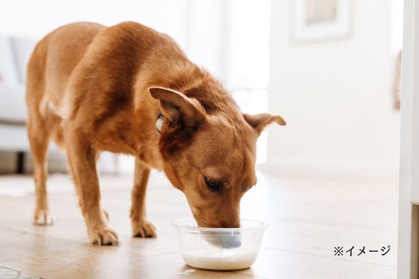 犬の栄養補給と水分補給、健康維持をサポートする“ペット用ミルク” 犬の栄養補給と水分補給、健康維持をサポートする“ペット用ミルク”
